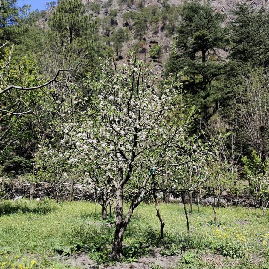 The Royal Orchard Kasol Otel Dış mekan fotoğraf